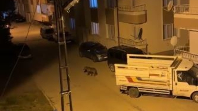 İlçenin kâbusu oldu, gündüz arazide gece ise sokaklarda
Sivas'ta yerleşim yerine inen bir ayı, sokak aralarında gezinirken görüntülendi