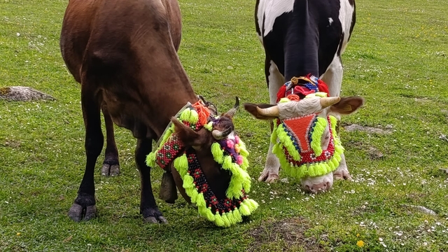 Trabzon'da renkli yayla göçü geleneği