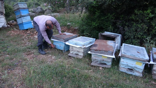 Keven ve kekik balı için yayla yolculuğu başladı
Kozan'da arıcıların bal mesaisi başladı