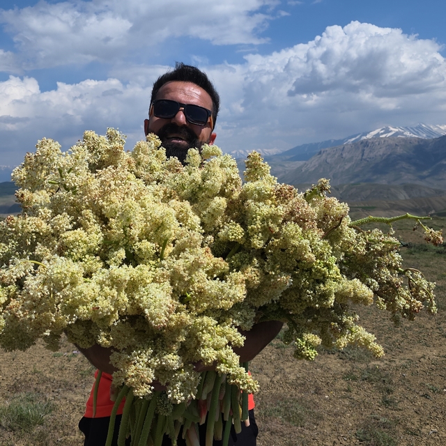 Yayla muzunu vatandaş kendi topluyor
Şifa deposu uçkun vatandaşların gözdes...