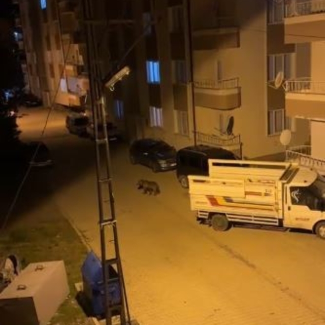 İlçenin kâbusu oldu, gündüz arazide gece ise sokaklarda
Sivas'ta yerleşim y...