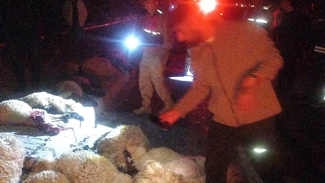 Van'da otomobil koyun sürüsüne çarptı: 17 koyun telef oldu