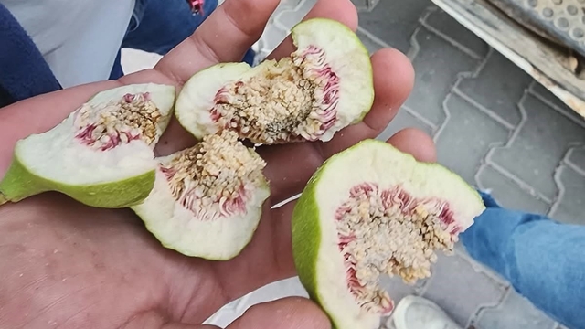 Buharkent'te üreticiler 'belgesiz ilek' kullanımına karşı uyarıldı