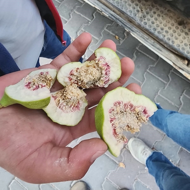 Buharkent'te üreticiler 'belgesiz ilek' kullanımına karşı uyarıldı