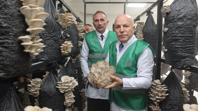 Erzurum Büyükşehir Belediyesi istiridye mantarı üretimine öncülük yaptı