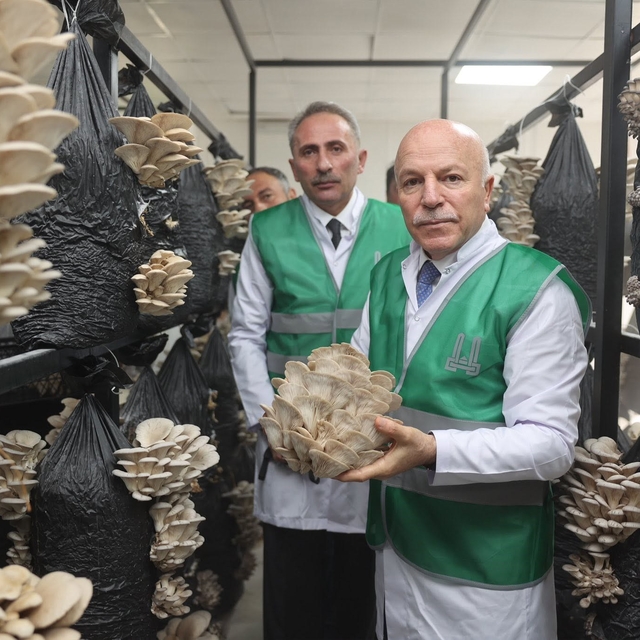 Erzurum Büyükşehir Belediyesi istiridye mantarı üretimine öncülük yaptı