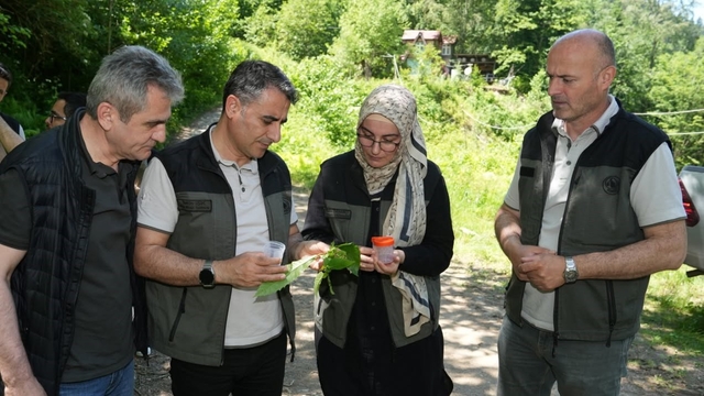 Kestane ormanlarını korumak için 5 bin samuray arısı doğaya salındı