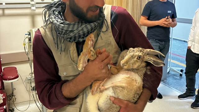 Yaralı hamile tavşan, devlet hastanesi bahçesinde tedavi edildi