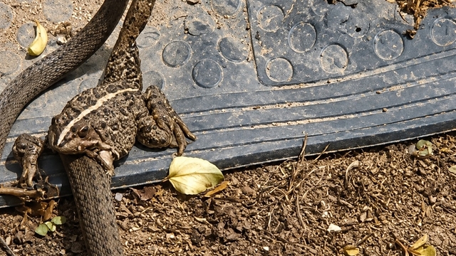 Yılanın, kurbağayı avlama anı cep telefonu ile görüntülendi