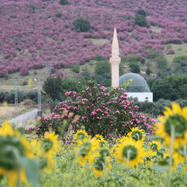 Kozan'da dağlar pembeye, ova günebakanlarla sarıya büründü
Zakkum ve ayçiçe...