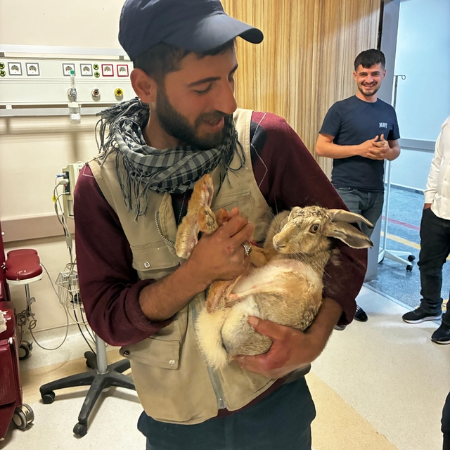 Yaralı hamile tavşan, devlet hastanesi bahçesinde tedavi edildi