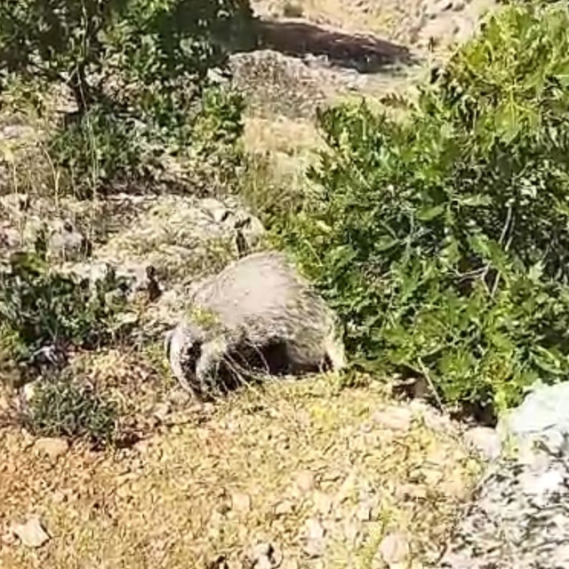 Dünyanın en korkusuz hayvanı bal porsuğunu tek darbeyle bayılttı