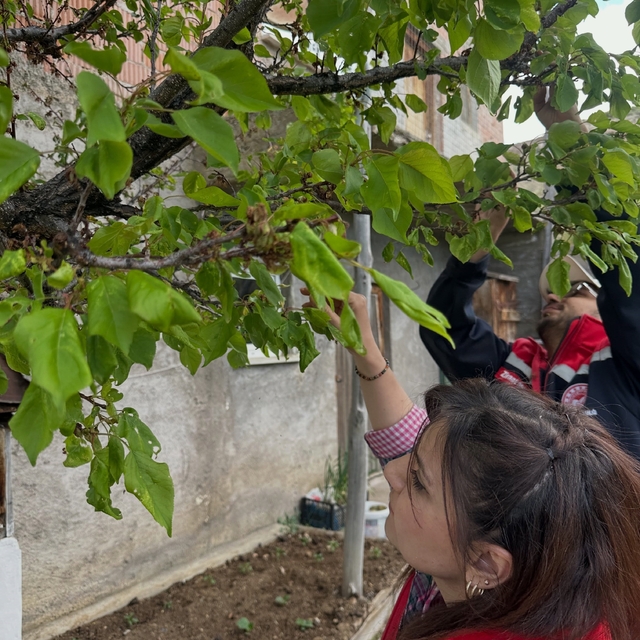 Aydıntepe'deki meyve bahçelerinde hastalık ve zararlı kontrolü yapıldı