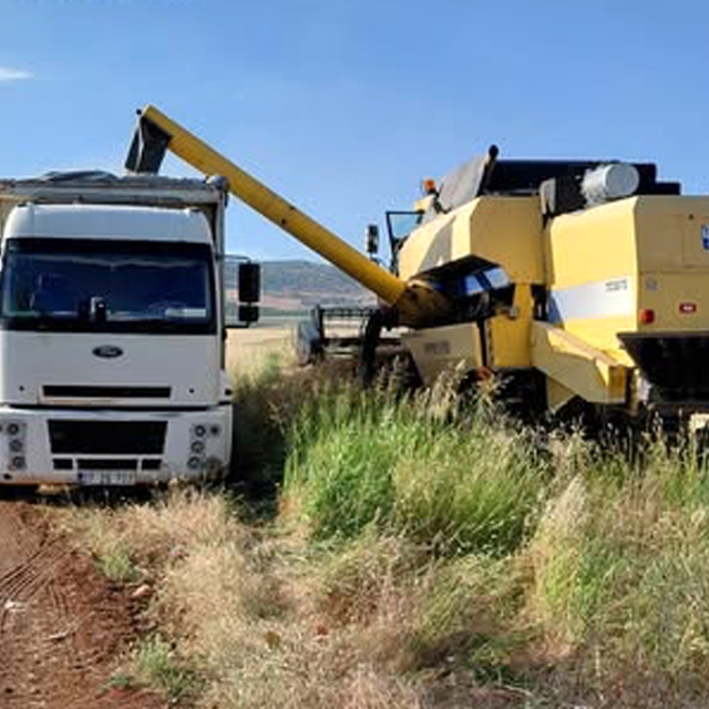 Araban Ovası'nda arpa hasadı yapılmaya başlandı