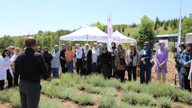 Eskişehir'de altın otu hasadı etkinliği yapıldı