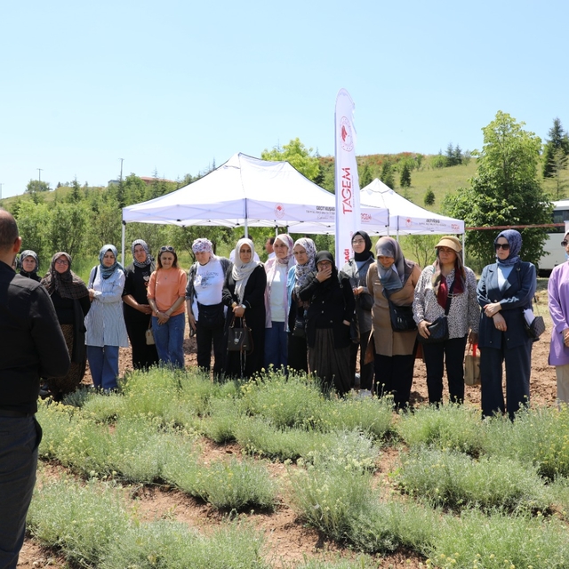 Eskişehir'de altın otu hasadı etkinliği yapıldı