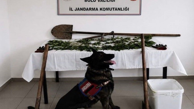 Bolu'da kenevir bahçesi oluşturan şüpheli tutuklandı
