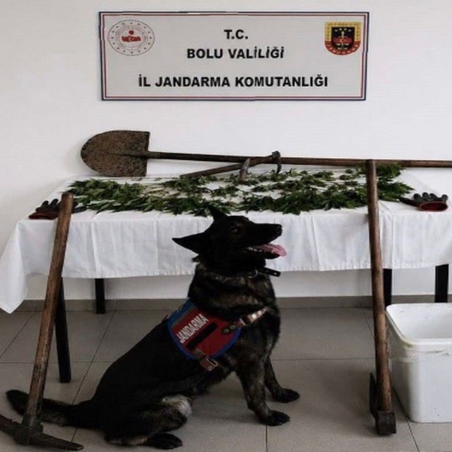 Bolu'da kenevir bahçesi oluşturan şüpheli tutuklandı