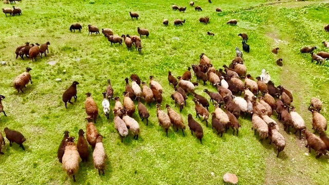 Ağrı'da yaylalar koyun sürüleriyle süslendi