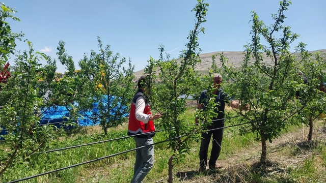 Niğde'de dolu ve sağanak tarım arazilerine zarar verdi