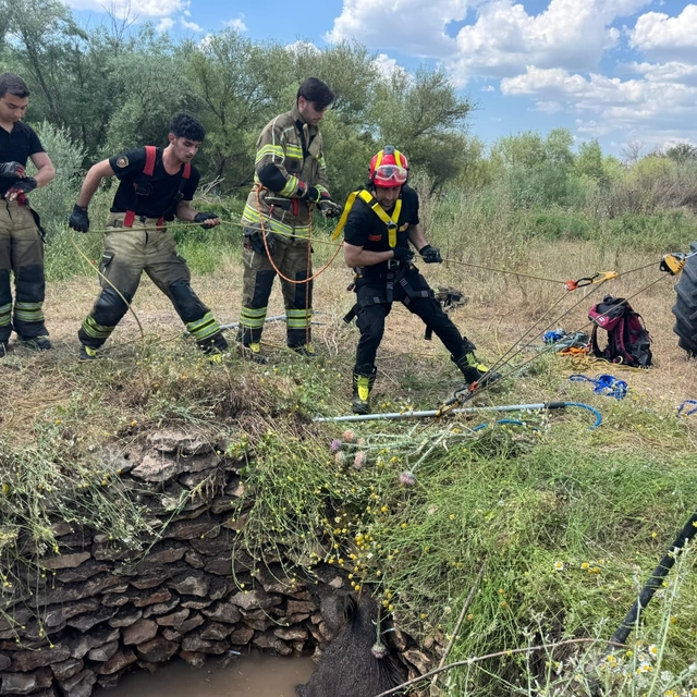 Su kuyusuna düşen yaban domuzu, itfaiye ekiplerince kurtarıldı
