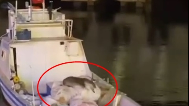 Erdek'te balıkçı teknesine çıkan su samuru görüntülendi