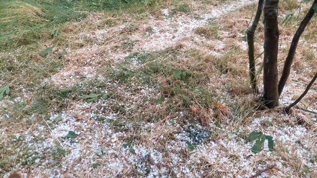 Aydın'da dolu etkili oldu, ağaçlar zarar gördü