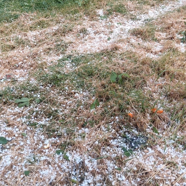 Aydın'da dolu etkili oldu, ağaçlar zarar gördü