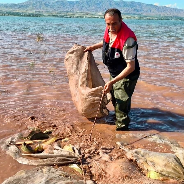 Keban baraj gölü'nde 700 kilogram canlı sazan kurtarıldı