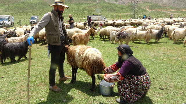 Yüksekova'da berivanların yayla mesaisi başladı