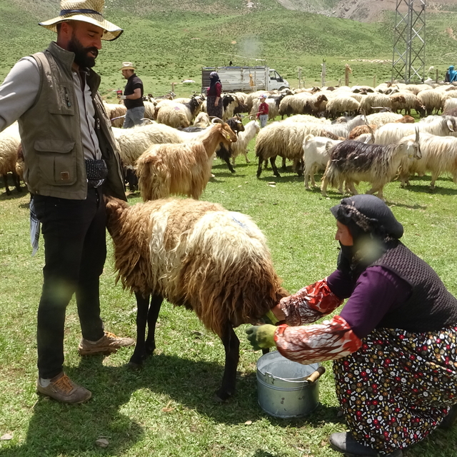 Yüksekova'da berivanların yayla mesaisi başladı