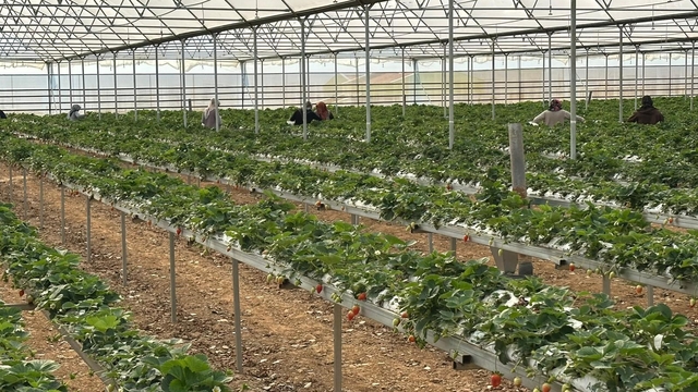 DOĞAKA'nın desteklediği projede çilekler hasat edilmeye başlandı