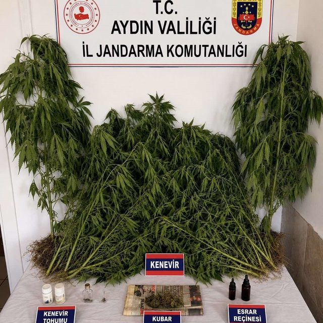 Ev ve bahçesinde kenevir yetiştiren şüpheli yakalandı