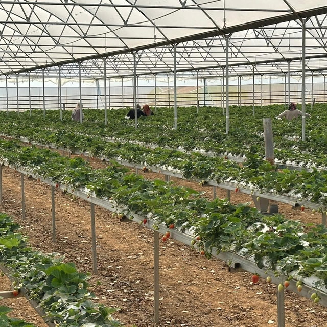 DOĞAKA'nın desteklediği projede çilekler hasat edilmeye başlandı