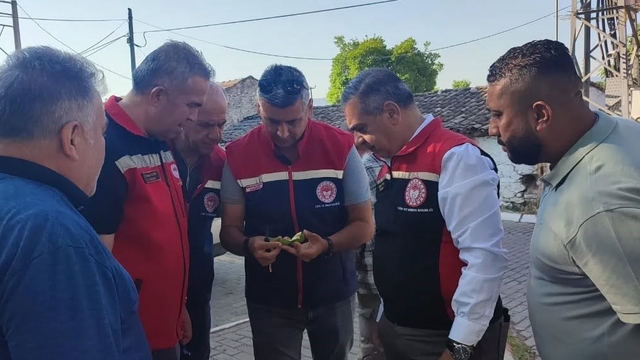 Aydın'da ilekleme sezonu yakından takip ediliyor