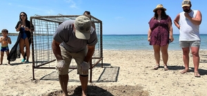 Aydın'da yılın ilk Caretta Caretta yuvası tespit edildi