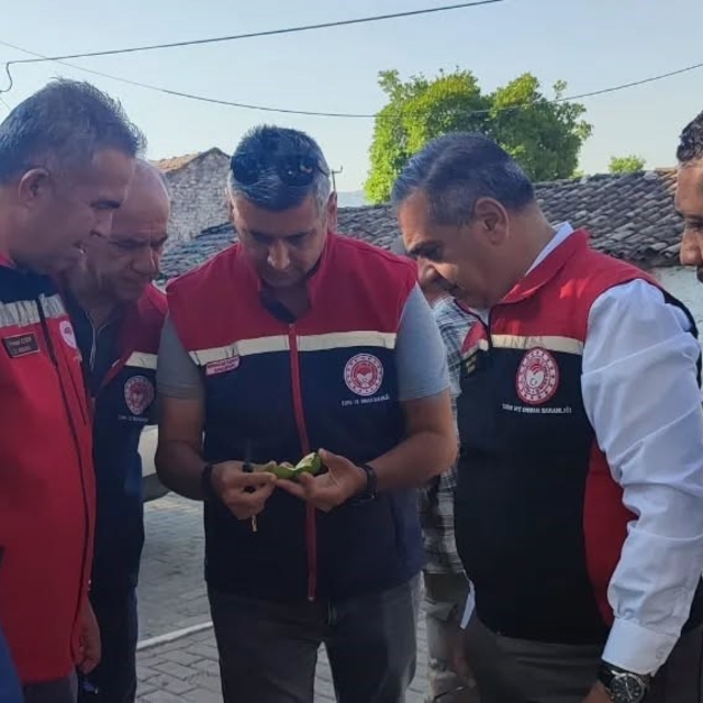 Aydın'da ilekleme sezonu yakından takip ediliyor