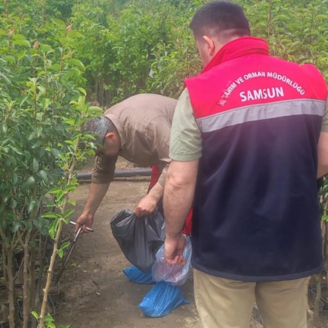 Samsun'da fidancılık işletmeleri mercek altında
Fidancılık alanlarında bitk...