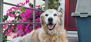Bodrum'da 'Çinko' isimli köpeğin ölümüne neden olan sürücü beraat etti