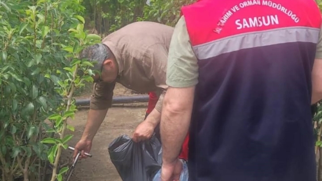 Samsun'da fidancılık işletmeleri mercek altında
Fidancılık alanlarında bitki pasaportu ve toprak analizleri sıkı denetimle yürütülüyor