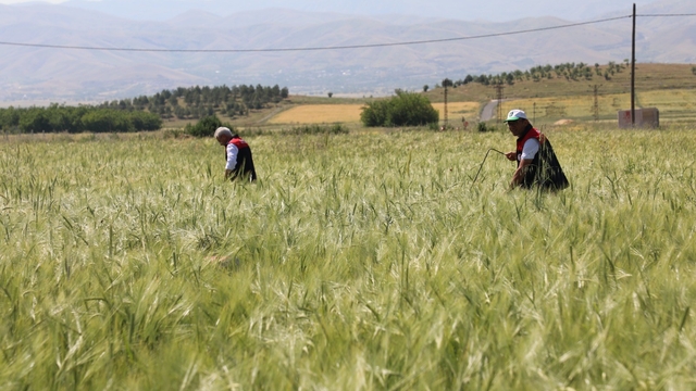 Elazığ'da süne sürveyi ve CBS çalışmaları sahada değerlendirildi