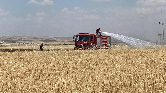 Mardin'de yaklaşık 300 dönüm ekili alan alevlere teslim oldu