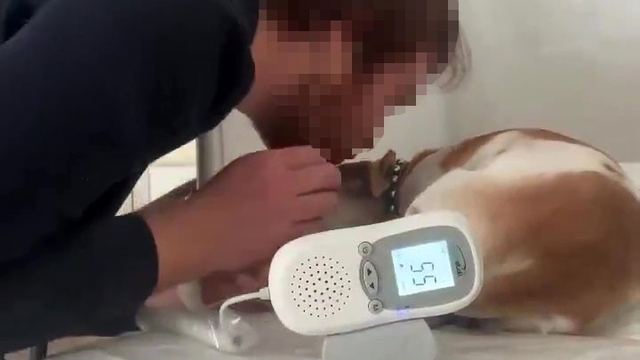 Aile sağlığı merkezindeki sedyede köpek tedavi eden doktorun skandal ifadeleri yeniden gündem oldu