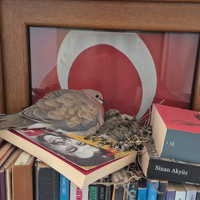 Datça'da kumrular bir evin kitaplığına yuva yaptı