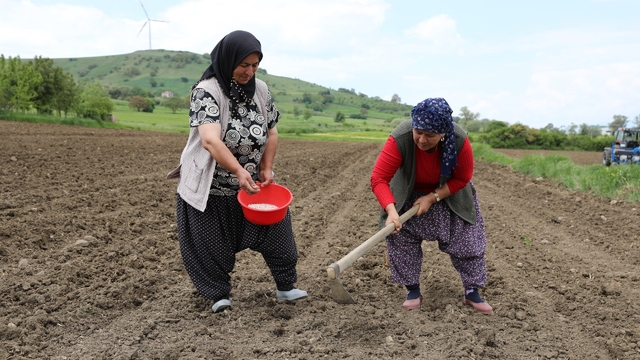 Ladik fasulyesi yeniden toprakla buluştu