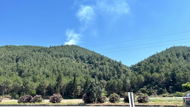 Manisa'da orman yangını