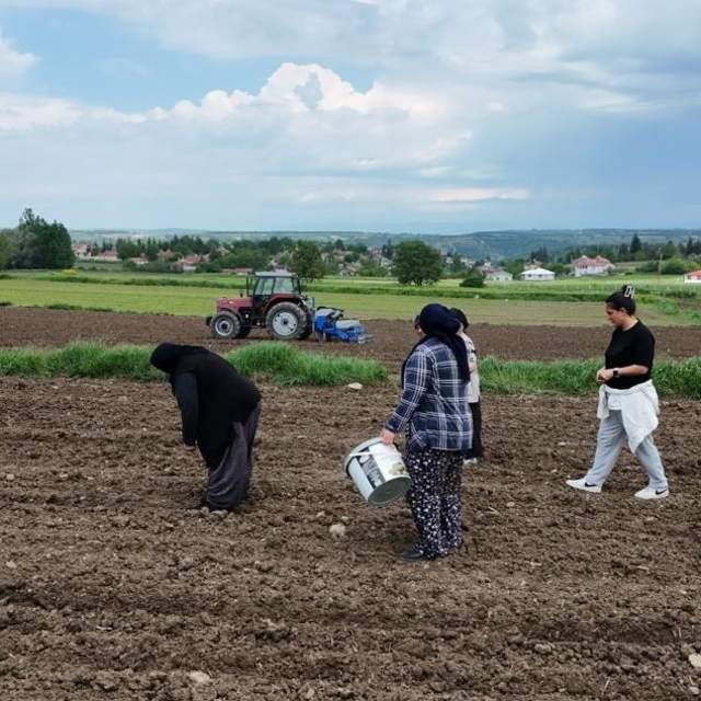 Samsun'da Büyükşehir Belediyesi desteğiyle Ladik fasulyesi üretimi artıyor