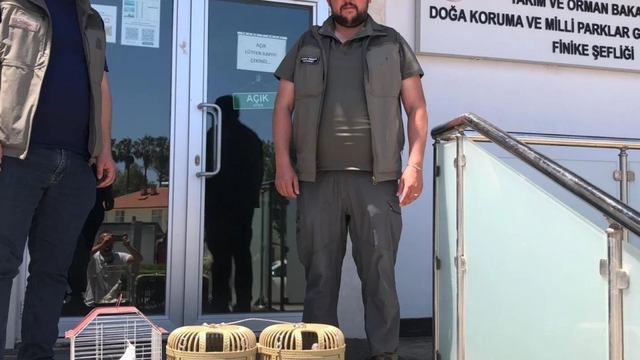 Kuş denetiminde kafeslerdeki keklik ve papağanlara el konuldu