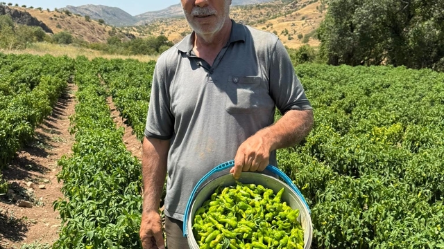 Coğrafi işaretli Çermik biberi tezgahlardaki yerini aldı