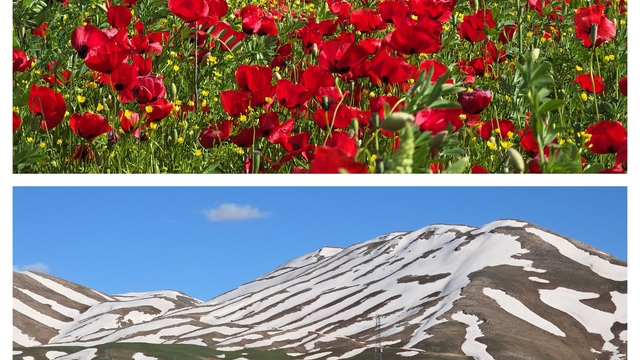Zirveler beyaz, ovalar rengârenk
Van'da doğanın renkli ve beyaz yüzü bir arada
Van'ın yükseklerde kar, ovalarında açan rengârenk çiçekler görsel şölen sunuyor